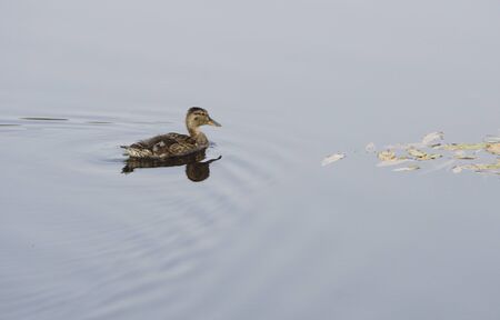 duck, an up close and personal view of a in water.の写真素材