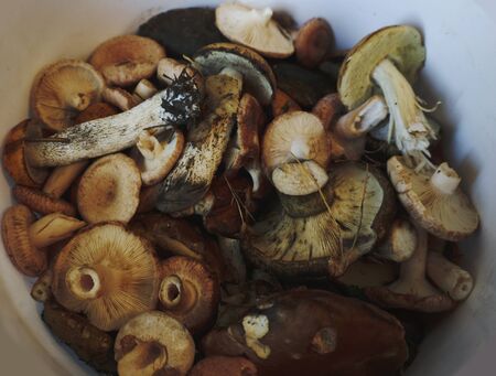 Fresh boletus mushrooms in a basket and dry mushroom on wooden table, overheadの写真素材