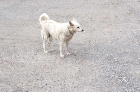 white happy dog on the pavementの写真素材