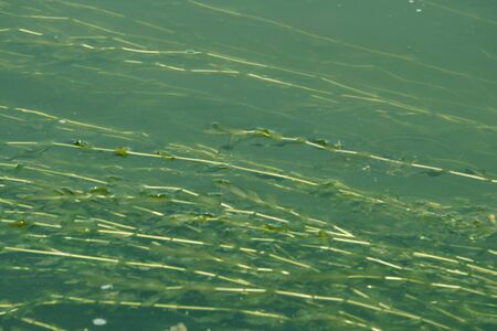 beautiful ripples on river flow over colorful stones in summer sunshine