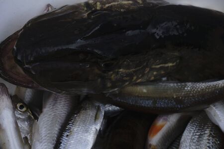 Freshwater fish Northern pike in the beautiful clean pound. Underwater shot with nice bacground and...