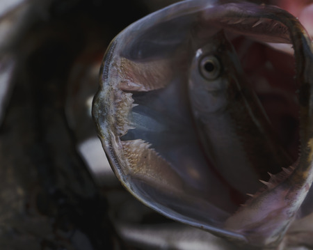 Freshwater fish Northern pike in the beautiful clean pound. Underwater shot with nice bacground and...