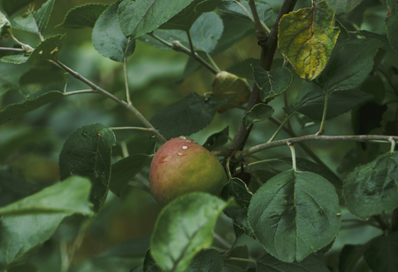 fresh red apples on a treeの写真素材