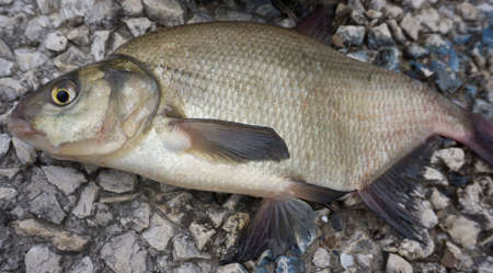 Close up Fishing, raw freshwater fish,の写真素材