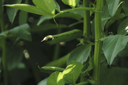 Photo of a fresh bright green pea pod on a pea plant in a garden. Growing peas outdoors.