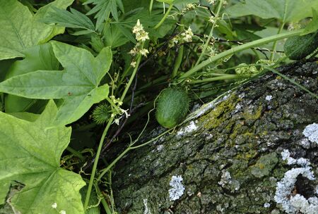 Fruits of squirting cucumber plants (Ecballium elaterium) on a background of green leaves.の写真素材