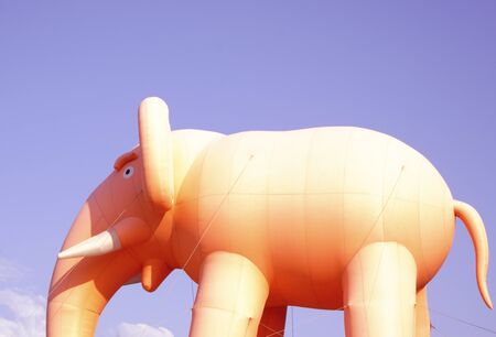 African elephant in savanna at sunsetの写真素材