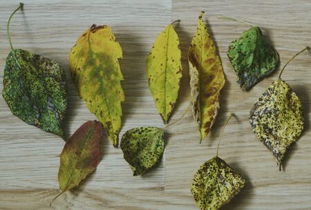 Colorful autumn leaves on wood background. Concept of autumn has come