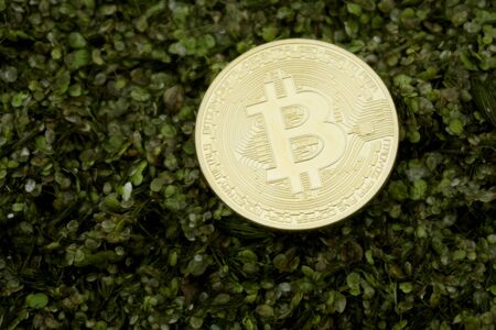 bitcoin in the green swampの写真素材