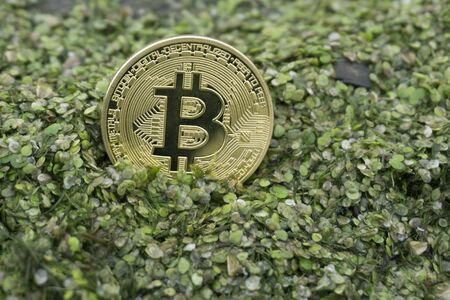 bitcoin in the green swampの写真素材