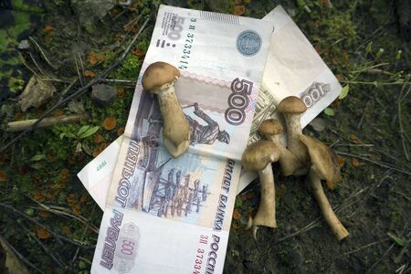 Mushroom cultivation the money next Finance and banking concept.の写真素材