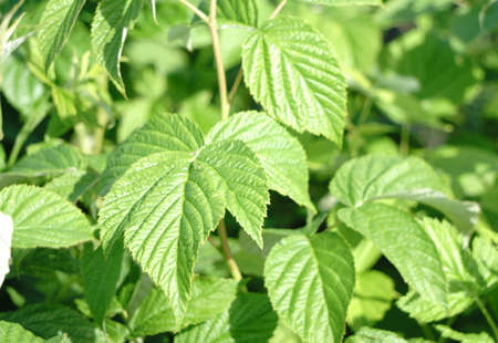 with bushes of raspberries