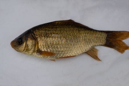 Golden crucian fish in the hand. Summer fishing