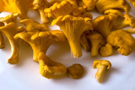 The mushrooms from the natural red and yellow in a blue plate. Placed on the matの写真素材