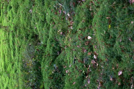 Natural green moss in the forest. Moss on the wall for beautiful background.の写真素材