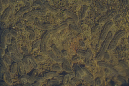 parasites of the genus . stage Schizont is a protozoan parasite, one of the species ofの写真素材