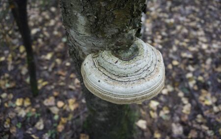 Sponge mushroom on a broken birch trunk. Mushroom growing on a tree trunk birch. Tree fungus on a fallen birch trunk. View of hub mushroom living on fallen birch-tree.の写真素材
