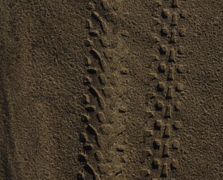 Car track on seashore sand. Abstract background and texture