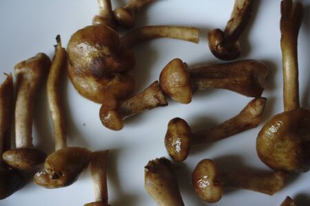 washed Mushrooms from the forestの写真素材