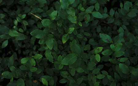 blueberry leaves and blueberryの写真素材