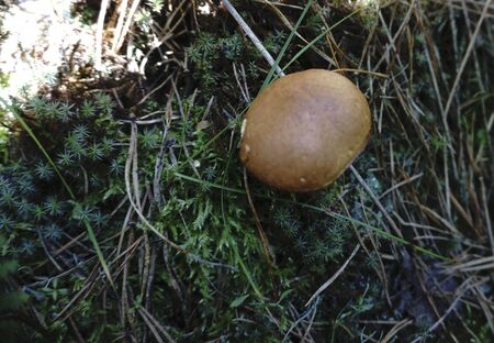 White fungus boletus suillus