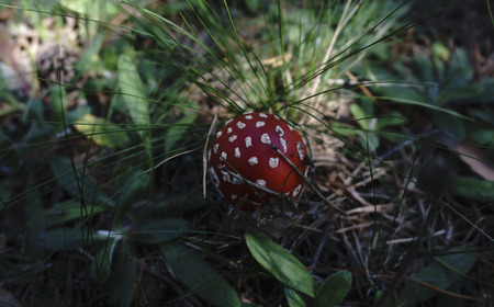 The fly agaric mushroomの写真素材