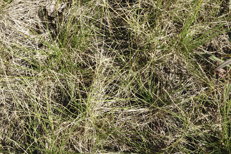 Forest meadow with dew on grasses, image with small depth of fieldの写真素材