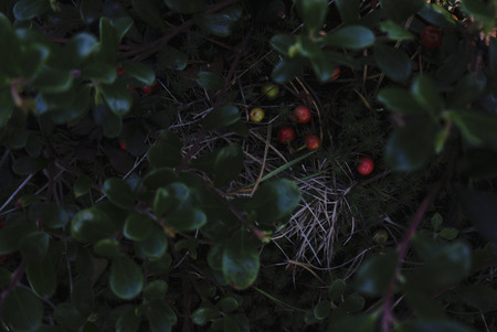 Red berries on the branch. Red berries on a bush. Fresh ripe berries with green background.