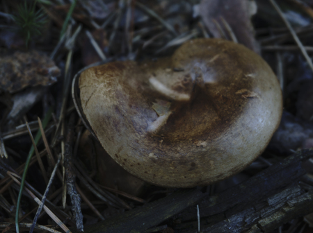 Poisonous mushroomの写真素材