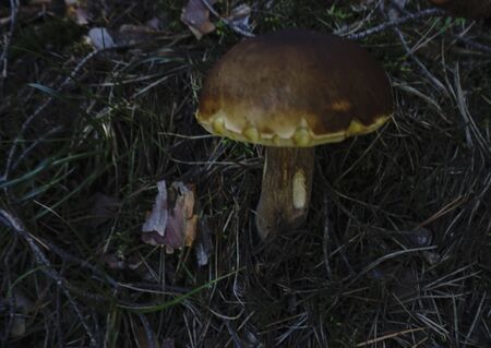 Brown wild mushroom closeup