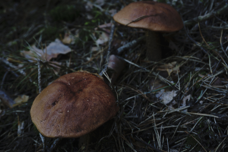boletus or forest krasnogolowy