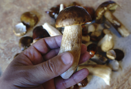 A hand holding the washed mushroomの写真素材