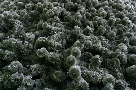 Dark coniferous mixed forestの写真素材