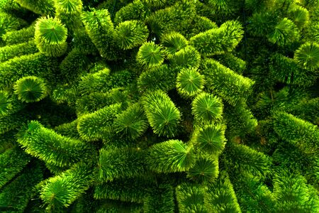 Fresh green color needle shaped leavesの写真素材