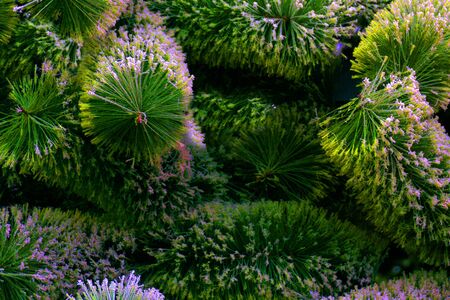 Green spruce in the forest, Background Texturesの写真素材