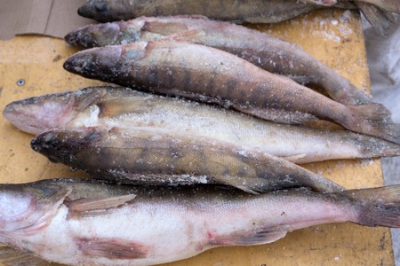 frozen fish pike perchの写真素材