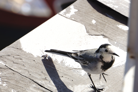 bird Wagtail sittingの写真素材