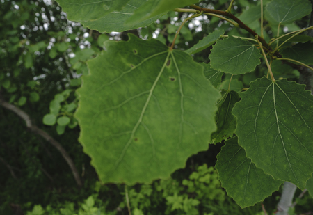 The wind blows bright green leaves of Linden .