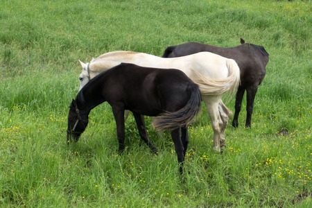 Black and white horses on the range .の写真素材