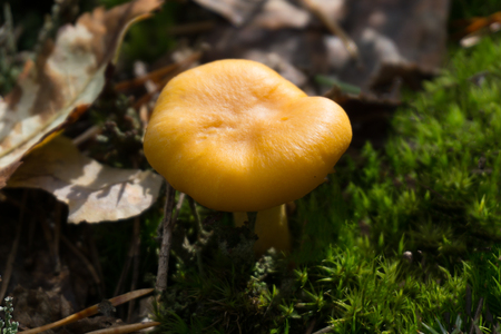 fresh chanterelle mushrooms. selective focusの写真素材