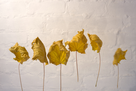 fall leaves hanging on a clothesline isolated on white .の写真素材