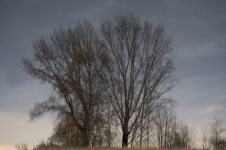 Silhouette of big tree full of branches in winter without leaves with sky in the background. Vintage effectの写真素材