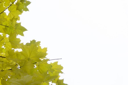 Beautiful autumn maple leaves backgroundの写真素材