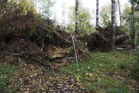 A strong wind knocked down a tree