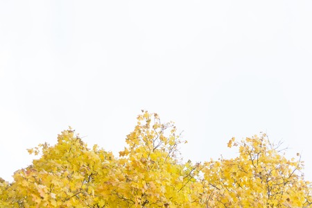 Autumn leaves against blue sky. Copy space