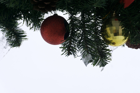 Christmas ball on green spruce branchの写真素材