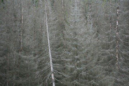 Beautiful fog forest sky stone sun sunlightの写真素材
