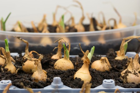 onion plantation in the vegetable garden agricultureの写真素材
