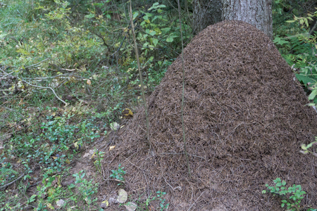 A large anthill in a sunny autumn forest. Ants are preparing for wintering, they warm their dwelling with small dry branches and fallen old pine needlesの写真素材