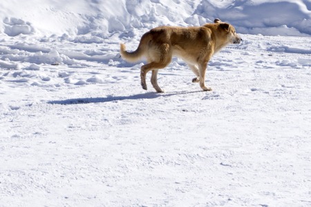 husky Ural Russia winter nature snow dog
